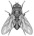 Engrave isolated fly hand drawn graphic illustration