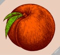 Engrave isolated peach hand drawn graphic illustration