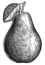 Engrave isolated pear hand drawn graphic illustration