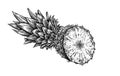 Engrave isolated pineapple hand drawn graphic illustration Royalty Free Stock Photo
