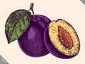 Engrave isolated plum hand drawn graphic vector illustration Royalty Free Stock Photo
