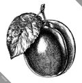 Engrave isolated plum hand drawn graphic vector illustration Royalty Free Stock Photo