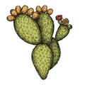 Engrave isolated prickly pear hand drawn graphic illustration Royalty Free Stock Photo