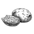 Engrave isolated prickly pear hand drawn graphic illustration Royalty Free Stock Photo