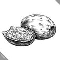 Engrave isolated prickly pear hand drawn graphic vector illustration Royalty Free Stock Photo