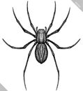 Engrave isolated spider hand drawn graphic illustration Royalty Free Stock Photo