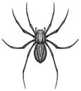 Engrave isolated spider hand drawn graphic illustration Royalty Free Stock Photo