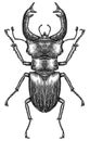 Engrave isolated stag beetle hand drawn graphic illustration Royalty Free Stock Photo