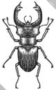 Engrave isolated stag beetle hand drawn graphic illustration Royalty Free Stock Photo