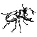 Engrave isolated stag beetle hand drawn sketch illustration Royalty Free Stock Photo