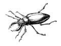 Engrave isolated stag beetle hand drawn sketch illustration Royalty Free Stock Photo