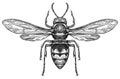 Engrave isolated wasp hand drawn graphic illustration Royalty Free Stock Photo