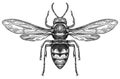 Engrave isolated wasp hand drawn graphic illustration