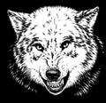 Engrave isolated wolf illustration sketch