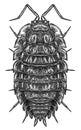 Engrave isolated woodlouse hand drawn graphic illustration