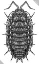 Engrave isolated woodlouse hand drawn graphic illustration