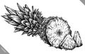 Engrave pineapple hand drawn graphic illustration Royalty Free Stock Photo
