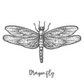 Engraved dragonfly or flying insect sketch vector