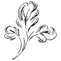 Engraved Hand Drawn Illustrations Of Abstract Cotton Flowers Isolated on White. Hand Drawn Sketch of a Flower