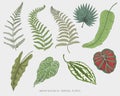 Engraved, hand drawn tropical or exotic leaves isolated, leaf of different vintage looking plants. monstera and fern Royalty Free Stock Photo