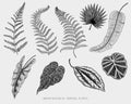 Engraved, hand drawn tropical or exotic leaves isolated, leaf of different vintage looking plants. monstera and fern Royalty Free Stock Photo