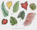 Engraved, hand drawn tropical or exotic leaves isolated, leaf of different vintage looking plants. monstera and fern Royalty Free Stock Photo