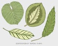 Engraved, hand drawn tropical or exotic leaves isolated, leaf of different vintage looking plants. monstera and fern Royalty Free Stock Photo