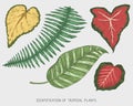 Engraved, hand drawn tropical or exotic leaves isolated, leaf of different vintage looking plants. monstera and fern Royalty Free Stock Photo