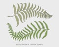 Engraved, hand drawn tropical or exotic leaves isolated, leaf of different vintage looking plants. monstera and fern Royalty Free Stock Photo