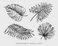 Engraved, hand drawn tropical or exotic leaves isolated, leaf of different vintage looking plants. monstera and fern Royalty Free Stock Photo
