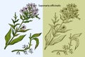 Engraved illustration of Common Soapwort,