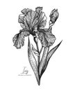 Engraved illustration of iris isolated on white background. Design elements for wedding invitations, greeting cards