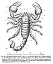 An engraved illustration of map of Scorpion from a vintage book Encyclopaedia Britannica by A. and C. Black, vol. 2, of 1875,