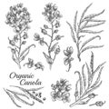 Engraved illustration of organic canola