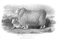 An engraved illustration of the Romney Marsh Breed from a vintage book Encyclopaedia Britannica by A. and C. Black, vol.