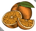 Engraved isolated color vector illustration of an orange