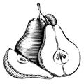 Engraved isolated engrave illustration of a pear