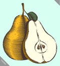 Engraved isolated engrave vector illustration of a pear Royalty Free Stock Photo