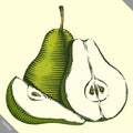 Engraved isolated engrave vector illustration of a pear Royalty Free Stock Photo