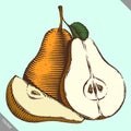 Engraved isolated engrave vector illustration of a pear Royalty Free Stock Photo