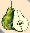 Engraved isolated engrave vector illustration of a pear Royalty Free Stock Photo