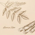 Engraved licorice root