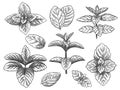 Engraved mint leaves. Sketch peppermint herb, spearmint plant. Menthol leaf retro hand drawn vector botanical isolated Royalty Free Stock Photo