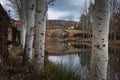 Engraved trees with a calm river passing below a bridge in the background at a winter day Royalty Free Stock Photo