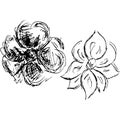 Engraved Vector Hand Drawn Illustrations Set Of Two Abstract Rose Flowers Isolated on White. Hand Drawn Sketch of a Flower Royalty Free Stock Photo