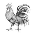 Engraved Vintage Rooster