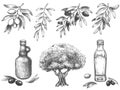 Engravied olive oil. Hand drawn olives tree, sketch oil bottle and olive branches with leaves vector illustration set