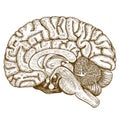 Engraving antique illustration brain