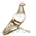 Engraving antique illustration of dove