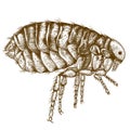 Engraving antique illustration of flea